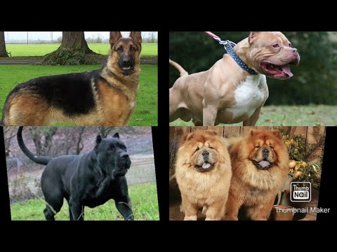 Գիտնականները բացահայտել են շների մոտ խոսքի սովորելու անսպասելի ունակություն